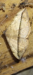 Anticarsia gemmatalis