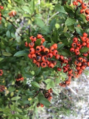 Pyracantha coccinea