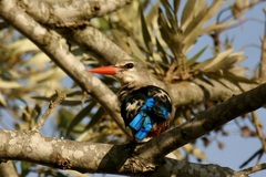 Halcyon leucocephala