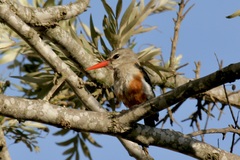 Halcyon leucocephala