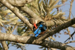 Halcyon leucocephala