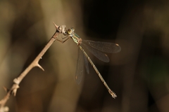 Chalcolestes parvidens