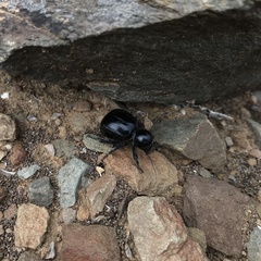 Moluris gibba