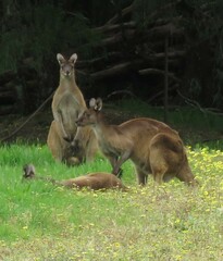 Macropus fuliginosus