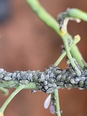 Brevicoryne brassicae