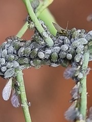 Brevicoryne brassicae