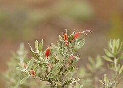 Eremophila glabra