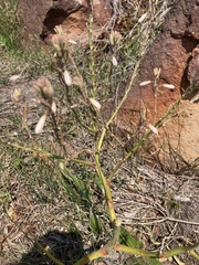 Trachyandra divaricata