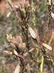 Trachyandra divaricata