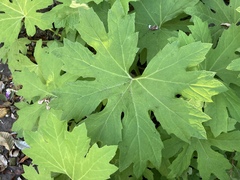 Petasites frigidus palmatus