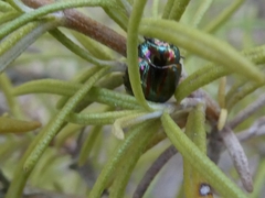Chrysolina americana