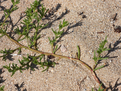 Salsola komarovii