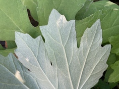 Petasites frigidus palmatus