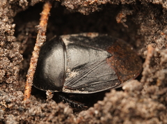 Geotomini