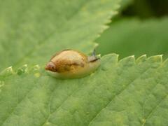 Succinea putris