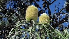 Banksia speciosa
