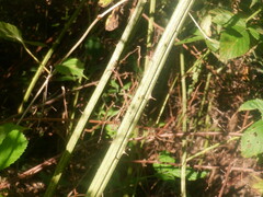 Rubus pensilvanicus