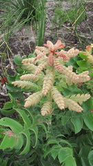 Banksia grandis