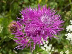 Centaurea phrygia pseudophrygia