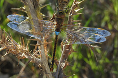 Anax ephippiger