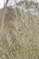 Hakea leucoptera