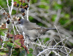 Curruca melanocephala