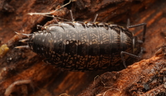 Isopoda