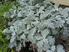 Tanacetum haradjanii