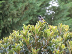 Phylidonyris novaehollandiae