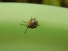 Carpocoris