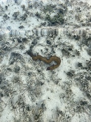 Gymnothorax thyrsoideus