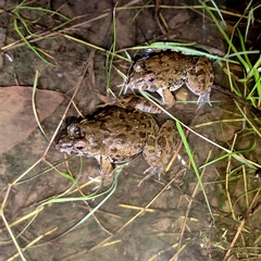 Fejervarya cancrivora
