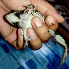 Fejervarya cancrivora