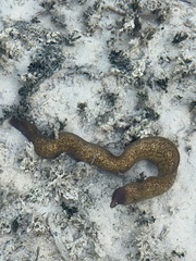 Gymnothorax thyrsoideus