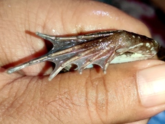 Fejervarya cancrivora