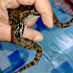 Fejervarya cancrivora
