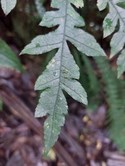 Schefflera digitata