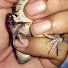 Fejervarya cancrivora