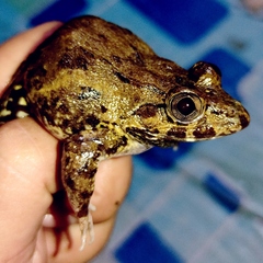 Fejervarya cancrivora