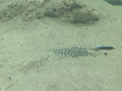 Astroscopus y-graecum