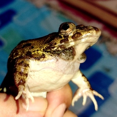 Fejervarya cancrivora