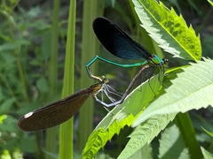 Matrona basilaris