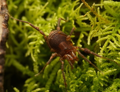 Triaenonychidae