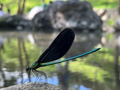 Matrona basilaris