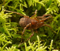 Triaenonychidae