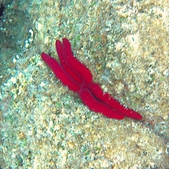 Ophidiaster ophidianus