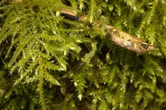 Kindbergia praelonga