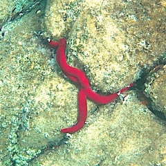 Ophidiaster ophidianus