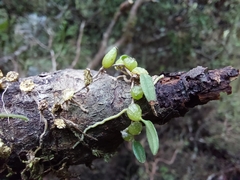 Bulbophyllum pygmaeum