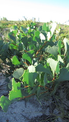 Hakea flabellifolia